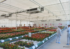 Op de locatie van Anthura werden er rondleidingen gegeven door de kas met Anthuriums en Phalaenopsis.